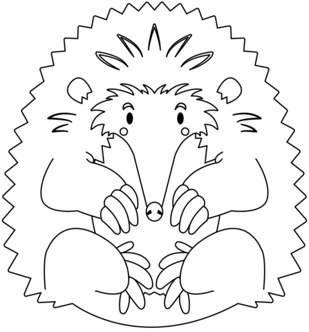 Cute Echidna Coloring Page